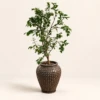 Fiorella Planter Box | Lemon Tree 160 cm in Brown Ceramic Pot