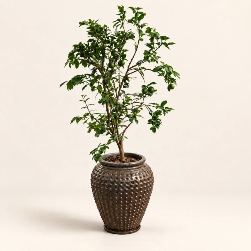 Fiorella Planter Box | Lemon Tree 160 cm in Brown Ceramic Pot