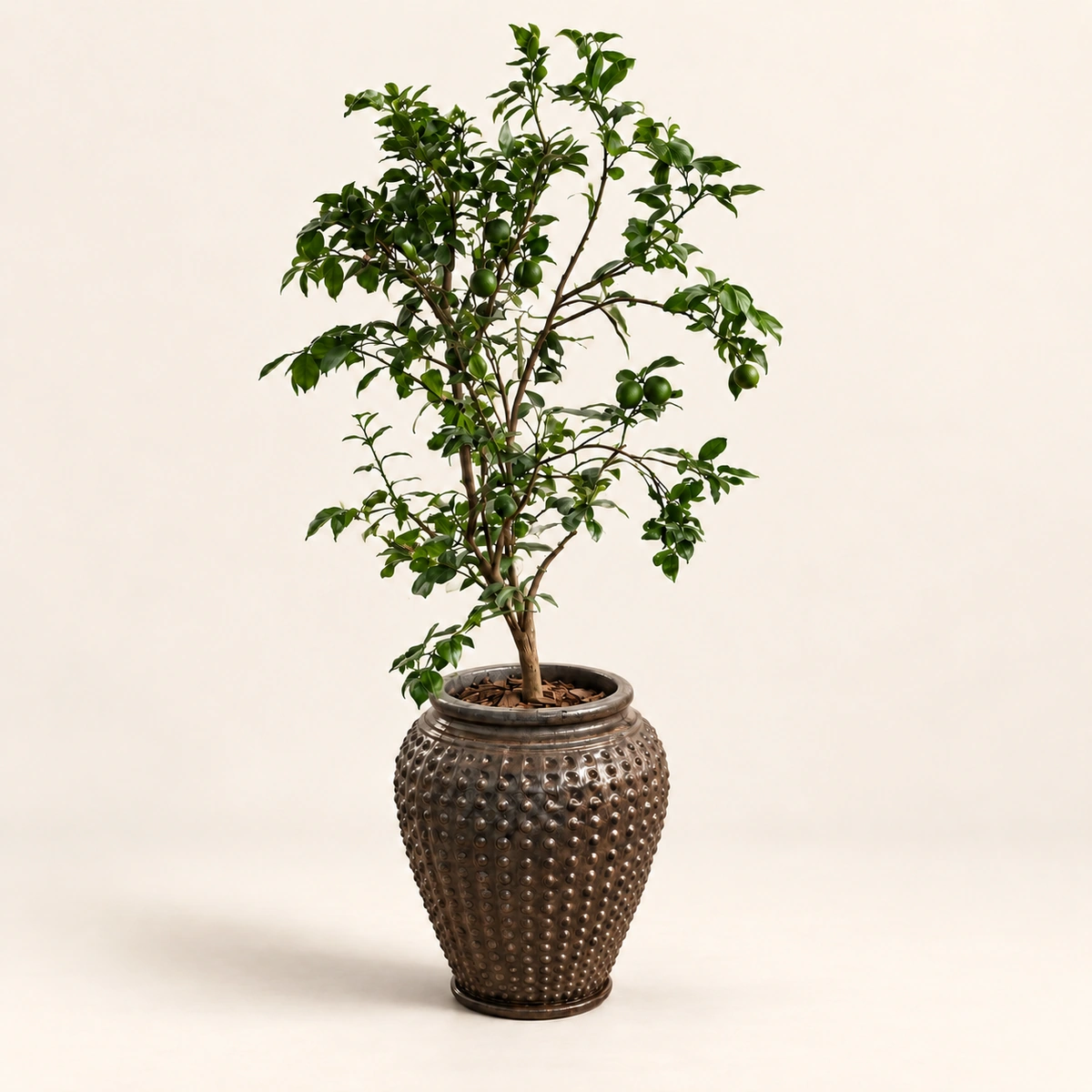 Fiorella Planter Box | Lemon Tree 160 cm in Brown Ceramic Pot