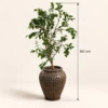 Fiorella Planter Box | Lemon Tree 160 cm in Brown Ceramic Pot