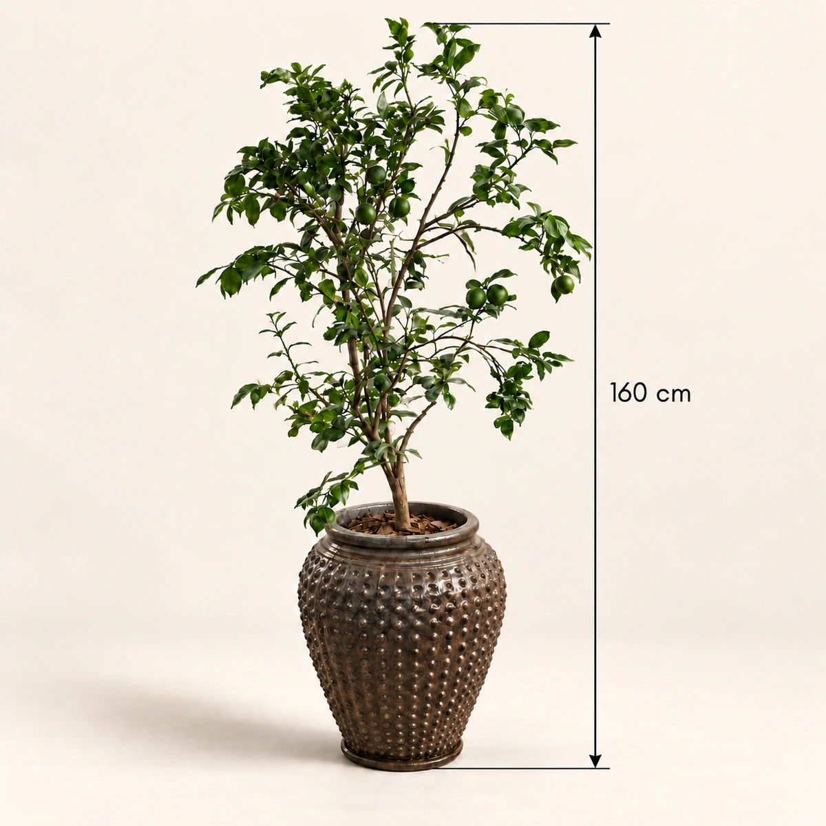Fiorella Planter Box | Lemon Tree 160 cm in Brown Ceramic Pot