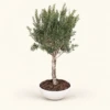 Gardeno Planter Box | 1.6M Artificial Olive Tree & Fiber Clay Bowl