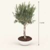 Gardeno Planter Box | 1.6M Artificial Olive Tree & Fiber Clay Bowl