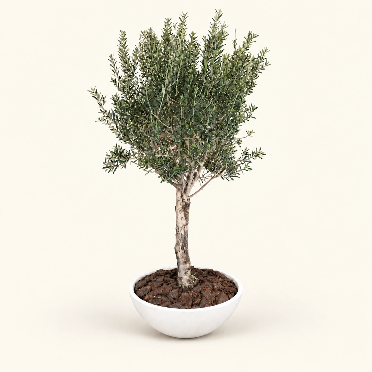 Gardeno Planter Box | 1.6M Artificial Olive Tree & Fiber Clay Bowl