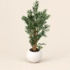 Gelsomina Planter Box | 1.6 m Artificial Olive Tree with Pot